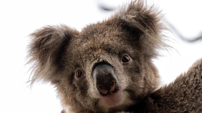 Australia: La Great Ocean Road